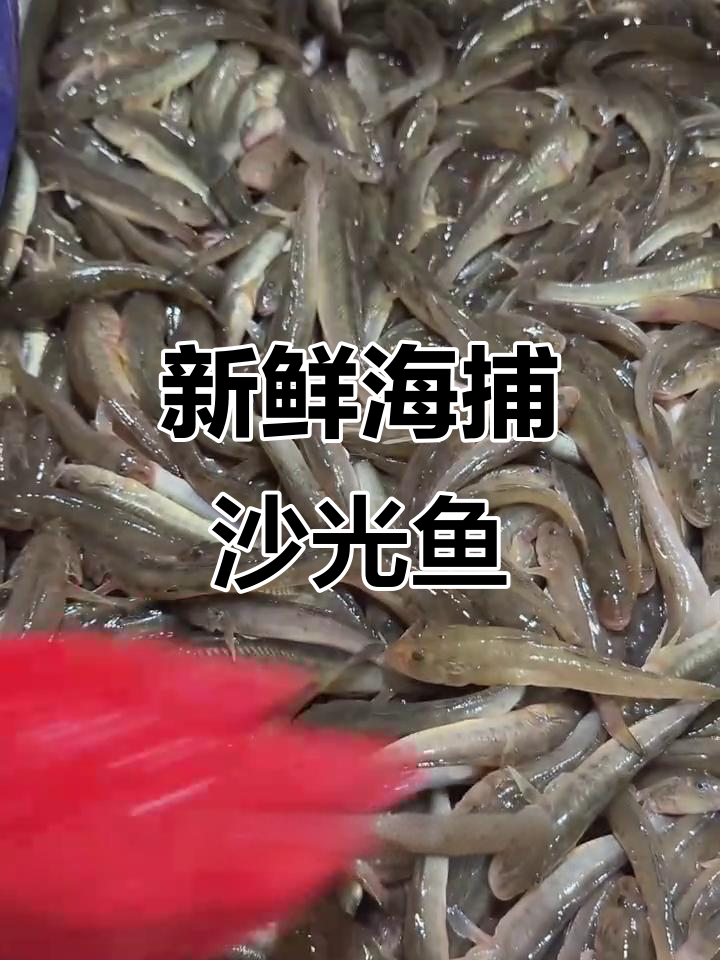 连云港新鲜沙光鱼,大规格速冻,口感鲜美