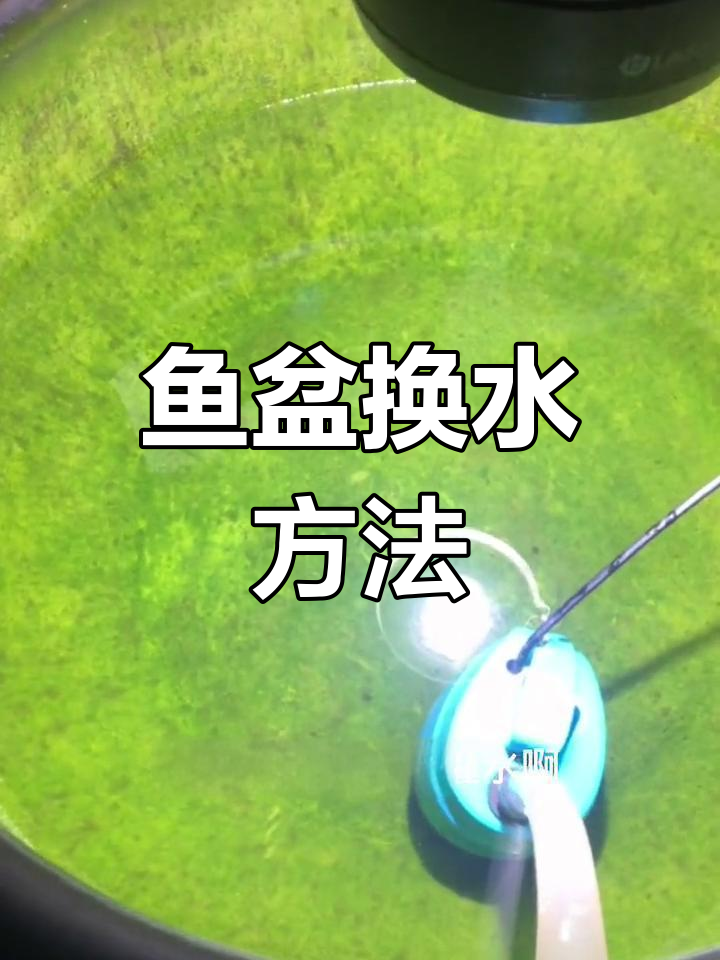老北京鱼盆换水技巧,简单又实用