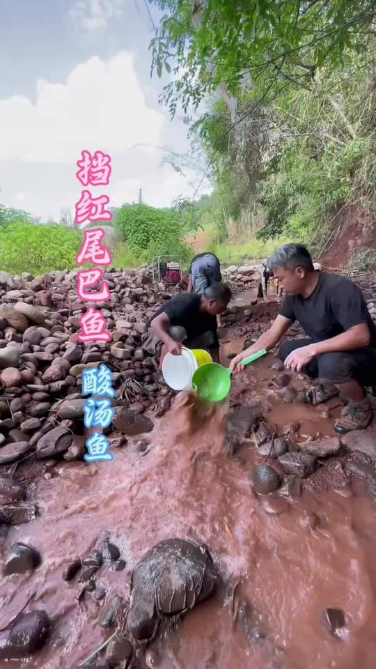 酸汤红尾巴鱼!身体原因发一期以前被和谐的视频!酸汤红尾巴鱼!