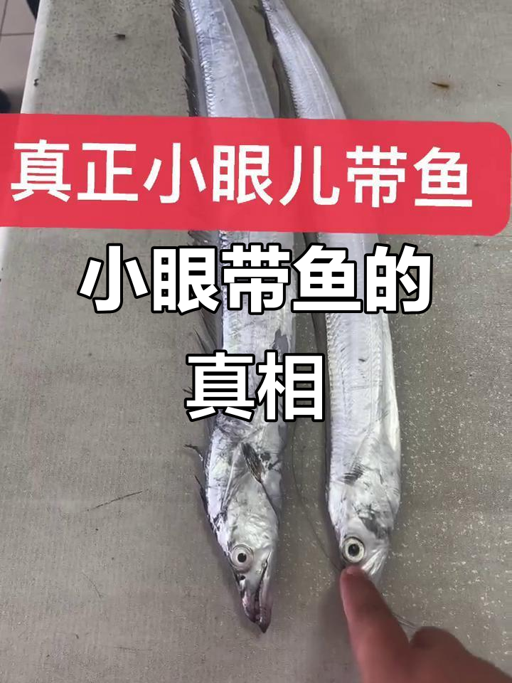 真假小眼带鱼大揭秘，如何辨别正宗舟山钓带
