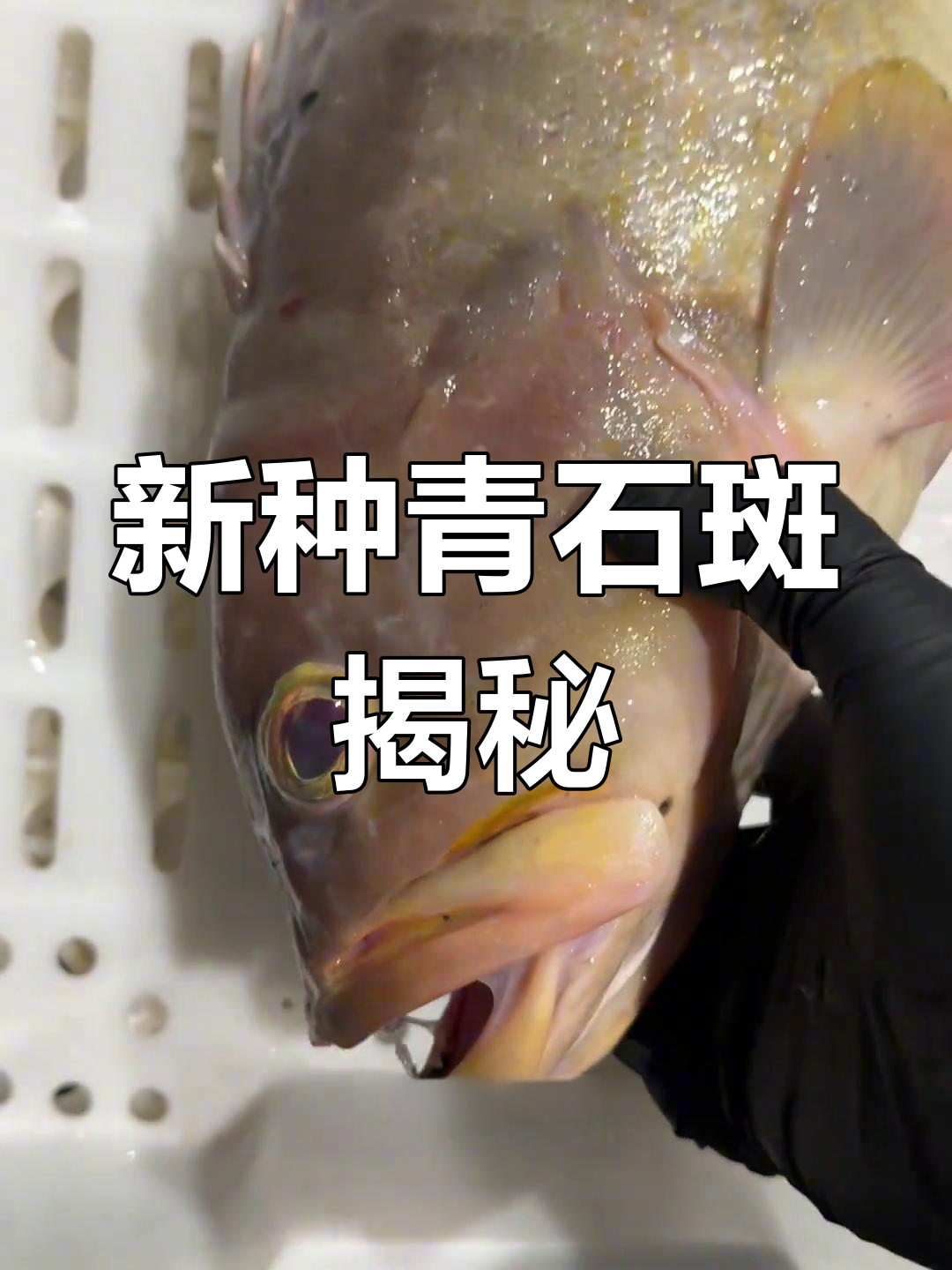 码头发现新石斑鱼,青石斑萌态十足