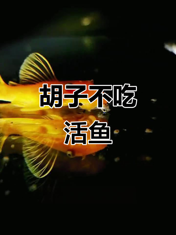 黄金胡子吃孔雀鱼?真相揭秘!