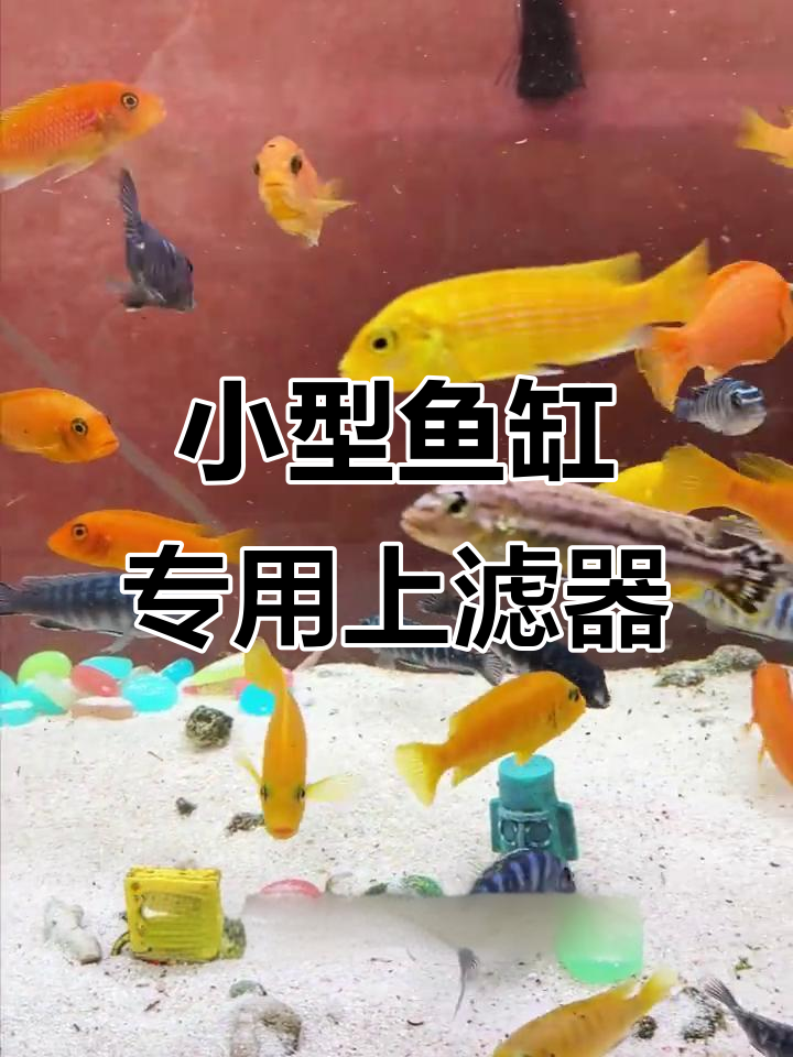 60以下鱼缸必备上置过滤器，层层过滤效果惊人