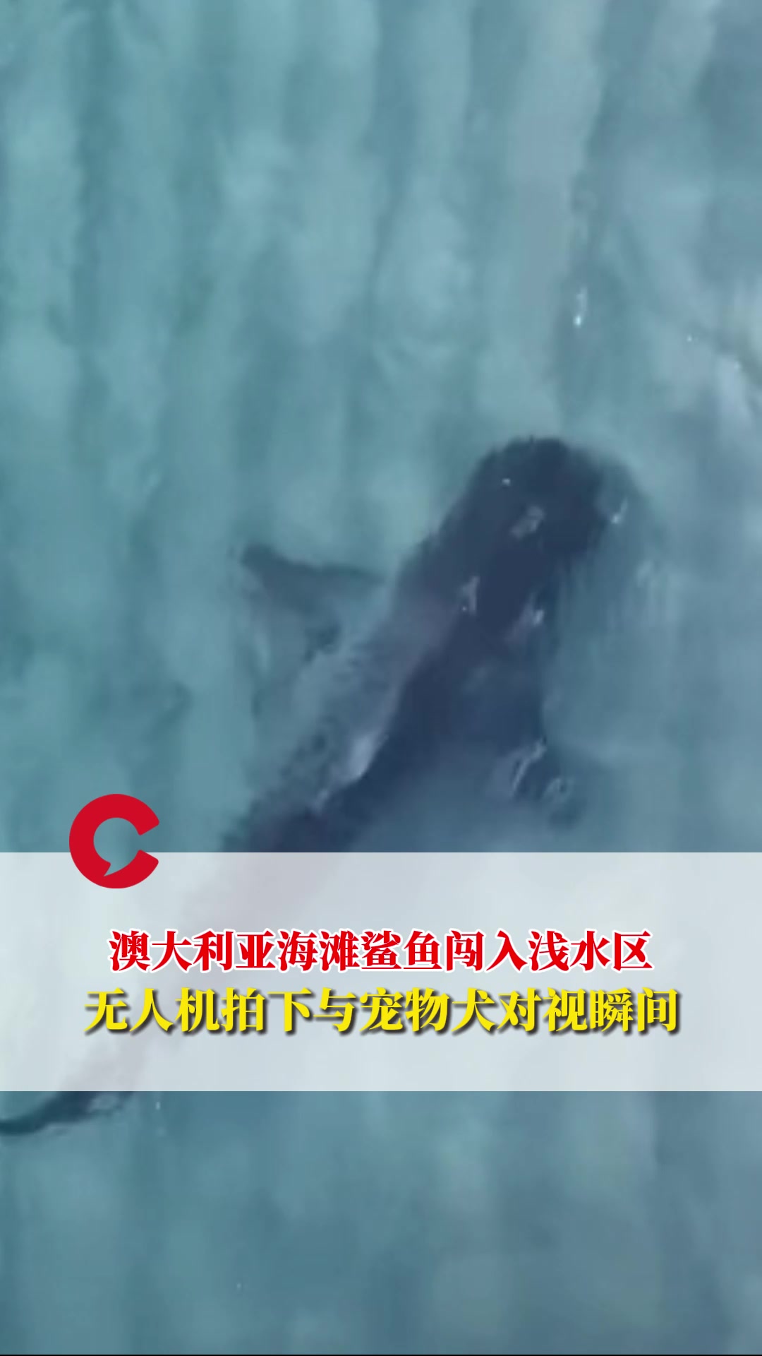 澳大利亚海滩鲨鱼闯入浅水区,无人机拍下与宠物犬对视瞬间