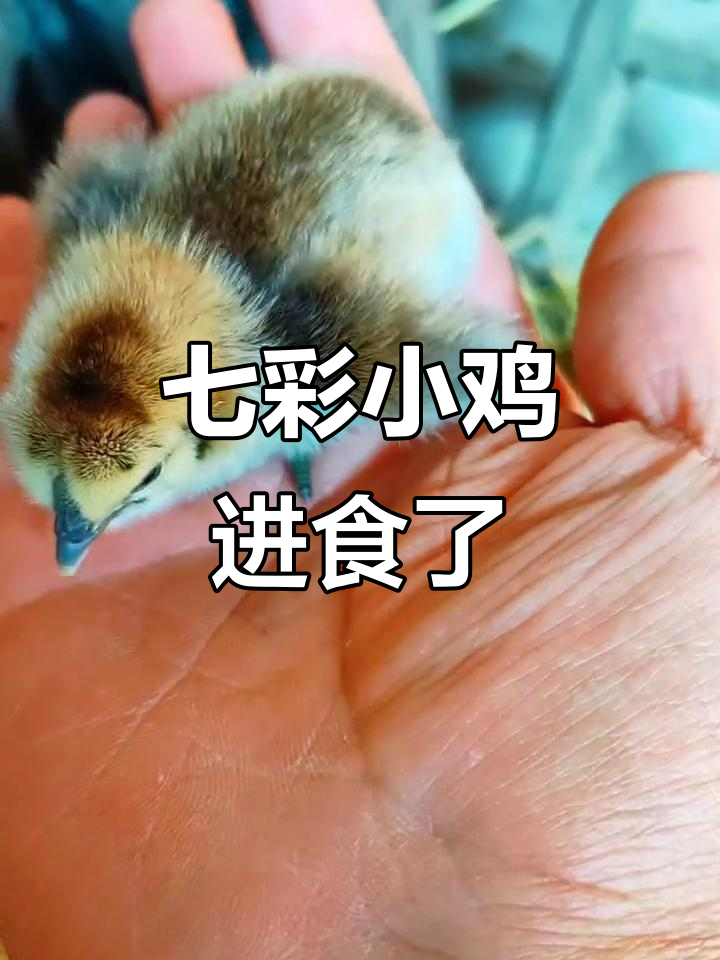 小七彩鸡孵化三天,玫瑰金光闪耀!