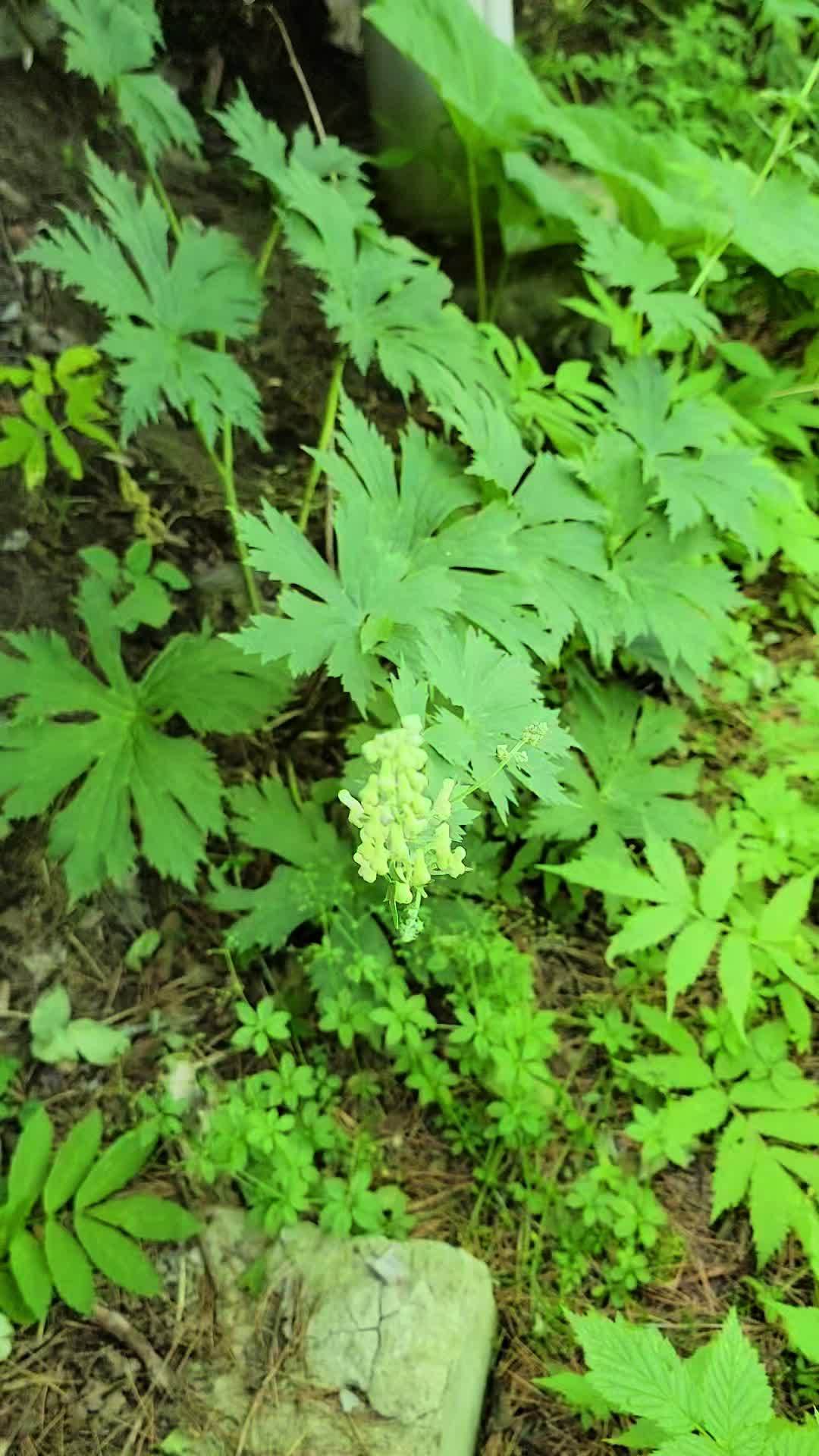 哪些吃了会躺板板的草本植物,你记住了几样?有的真的不能碰啊 常见有毒植物草本,乌头 附子 