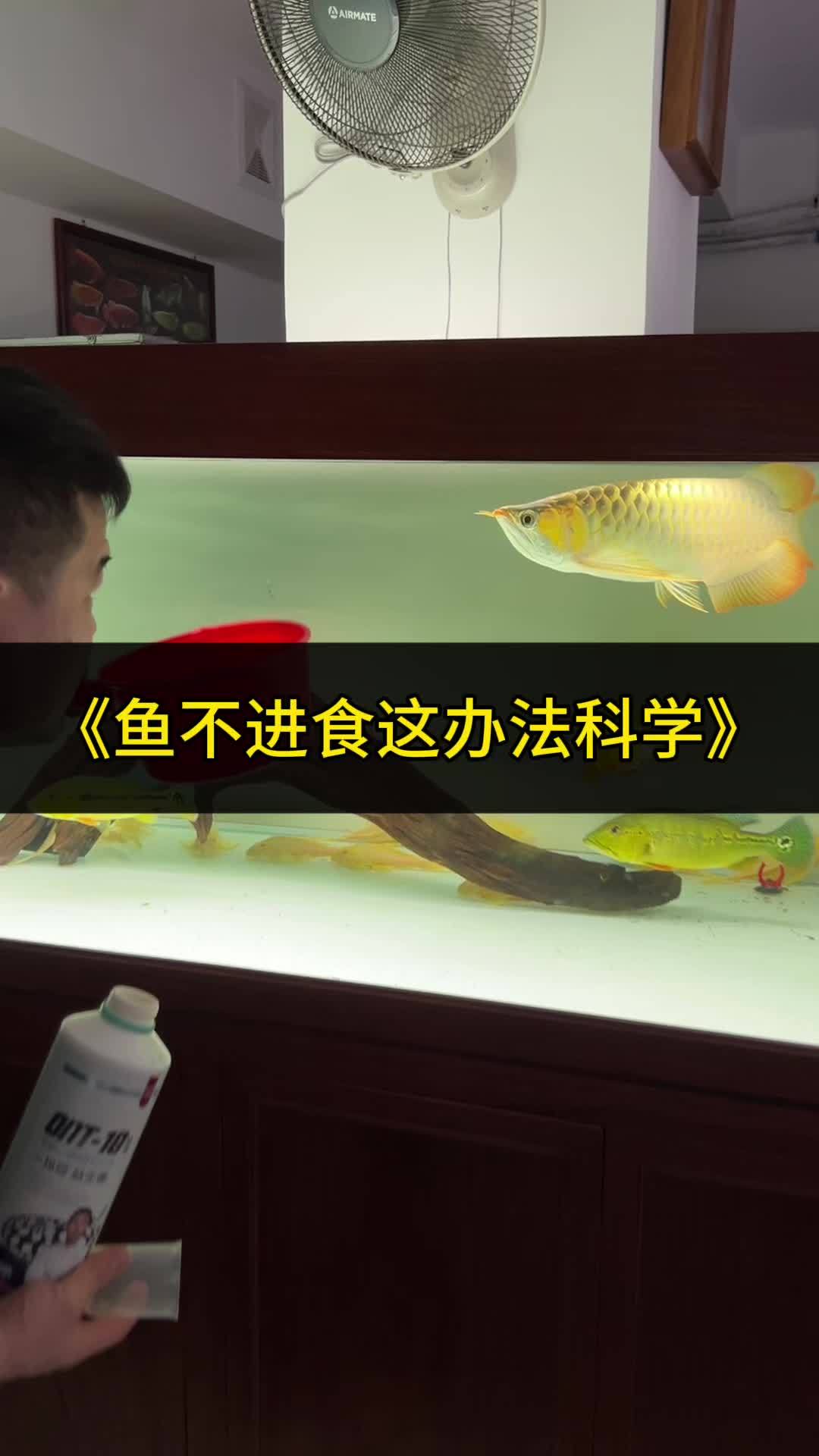 龙鱼到底应该喂什么?我觉得喂什么都行,但是要注重它的肠道消化 养鱼经验分享 观赏鱼 水族 