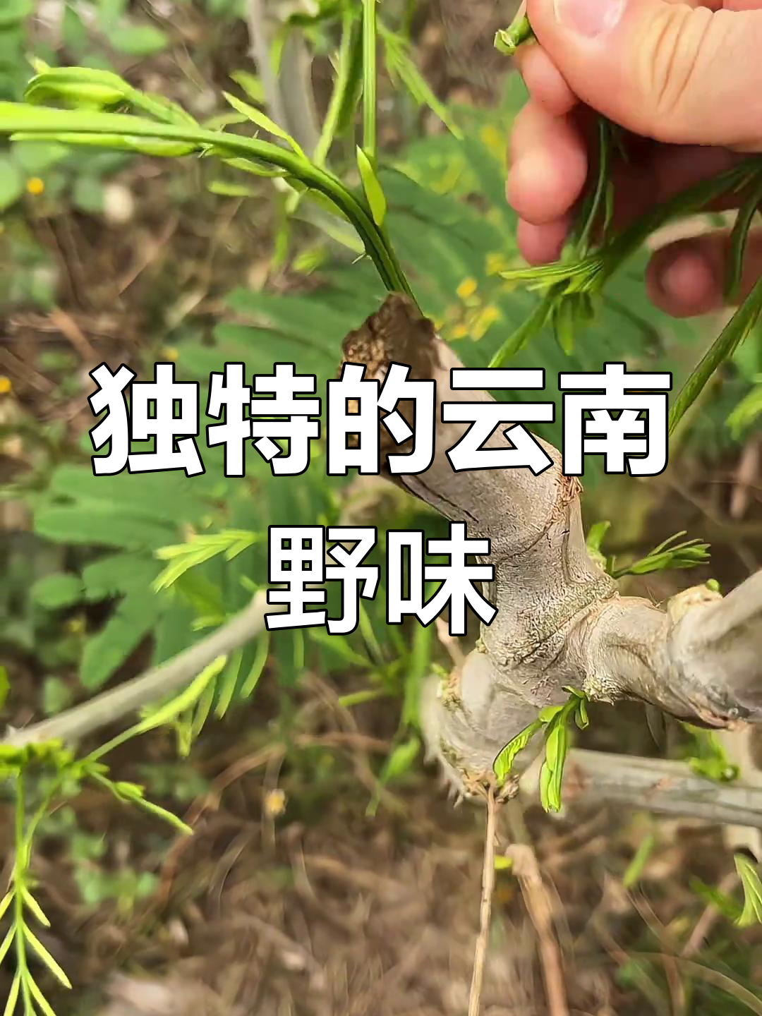 云南臭菜,独特香气让人欲罢不能!