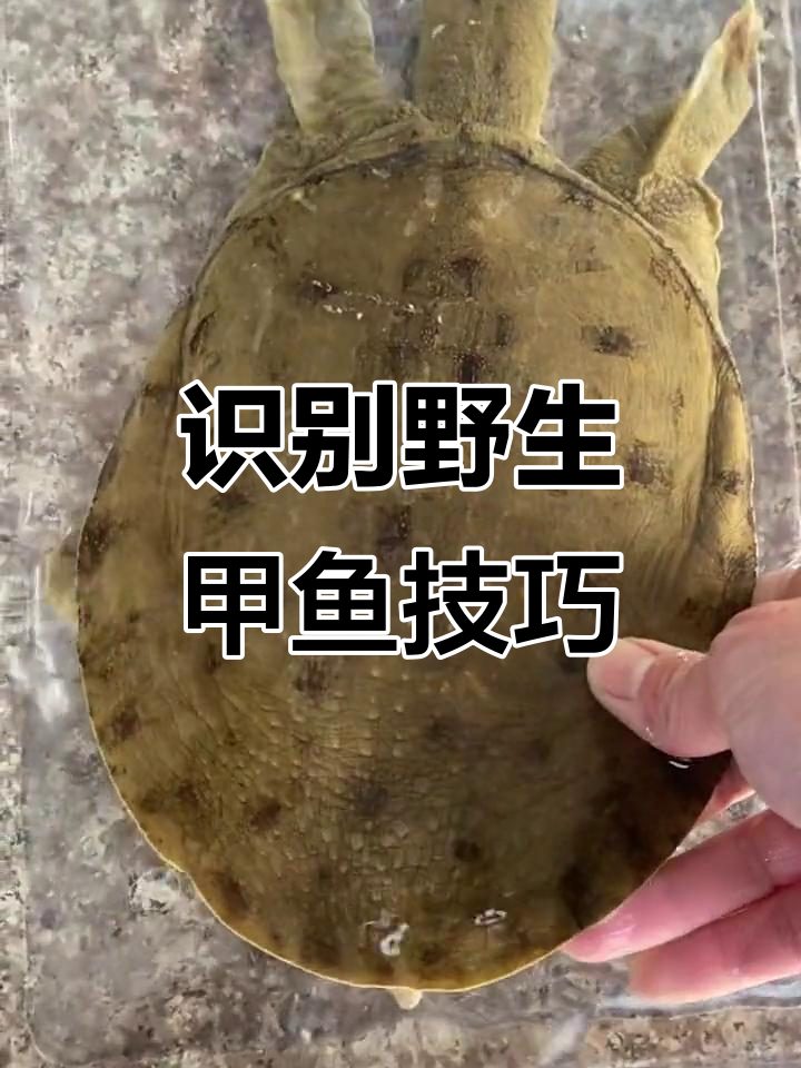 如何辨别野生甲鱼的真正特征？从指甲到油脂全解析
