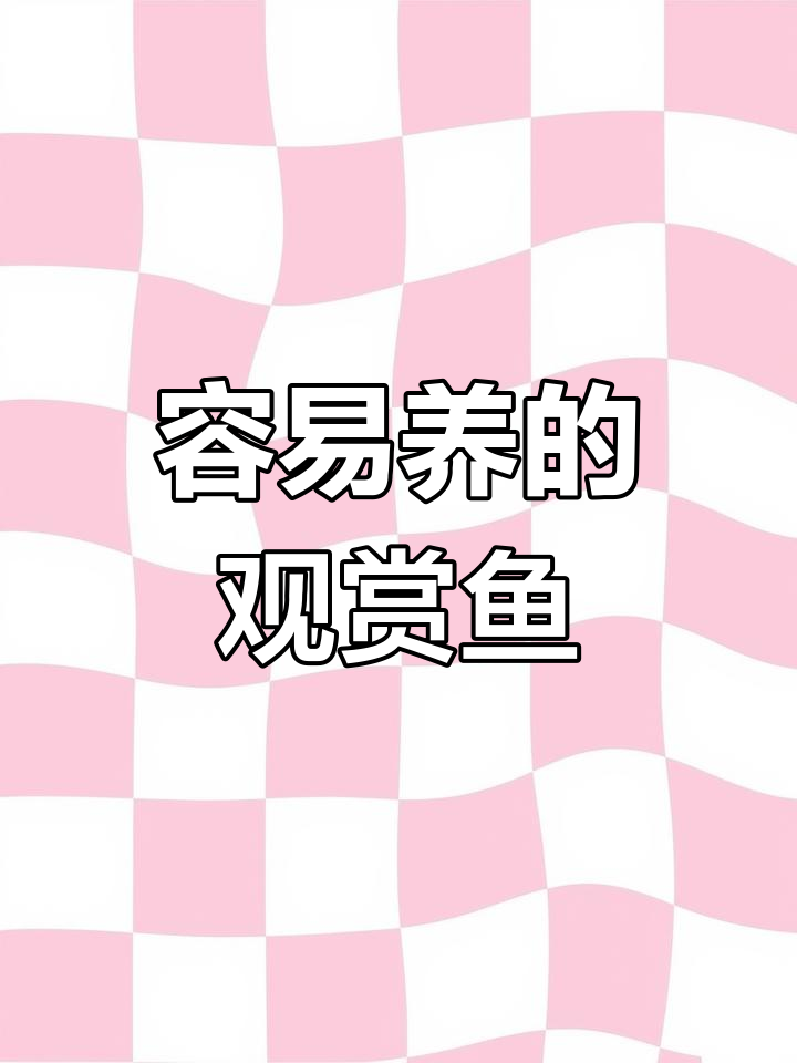 高体鳑鲏:广温性观赏鱼,适合新手饲养