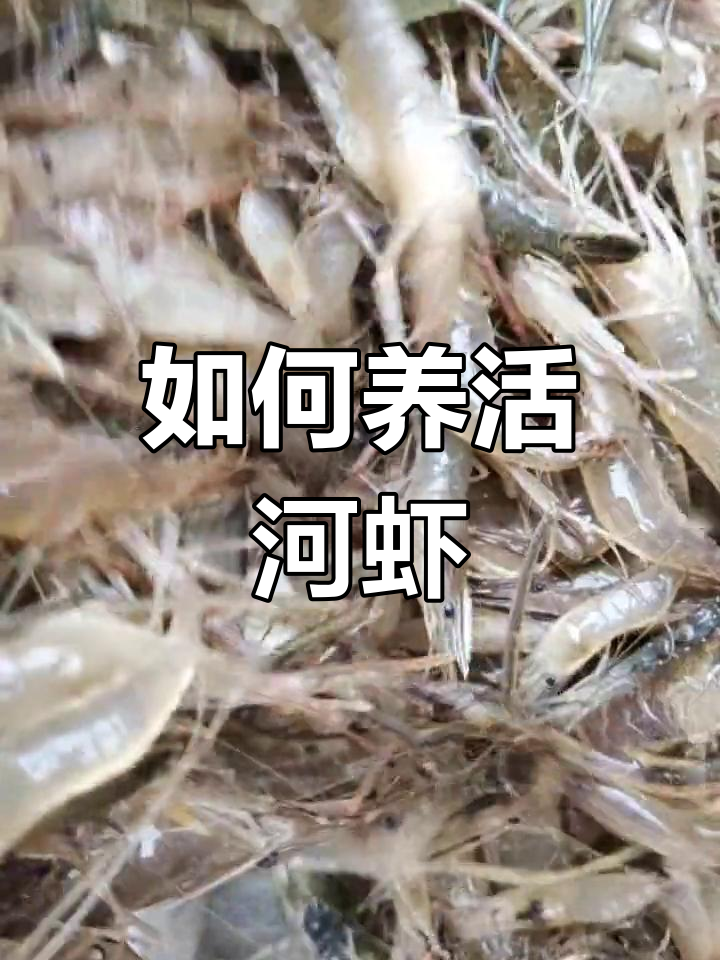 河虾养殖技巧,轻松存活