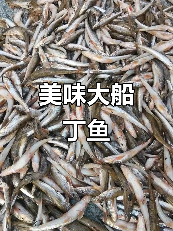 大船丁鱼肉质鲜美,煎炸红烧皆宜,口感丰富令人陶醉!