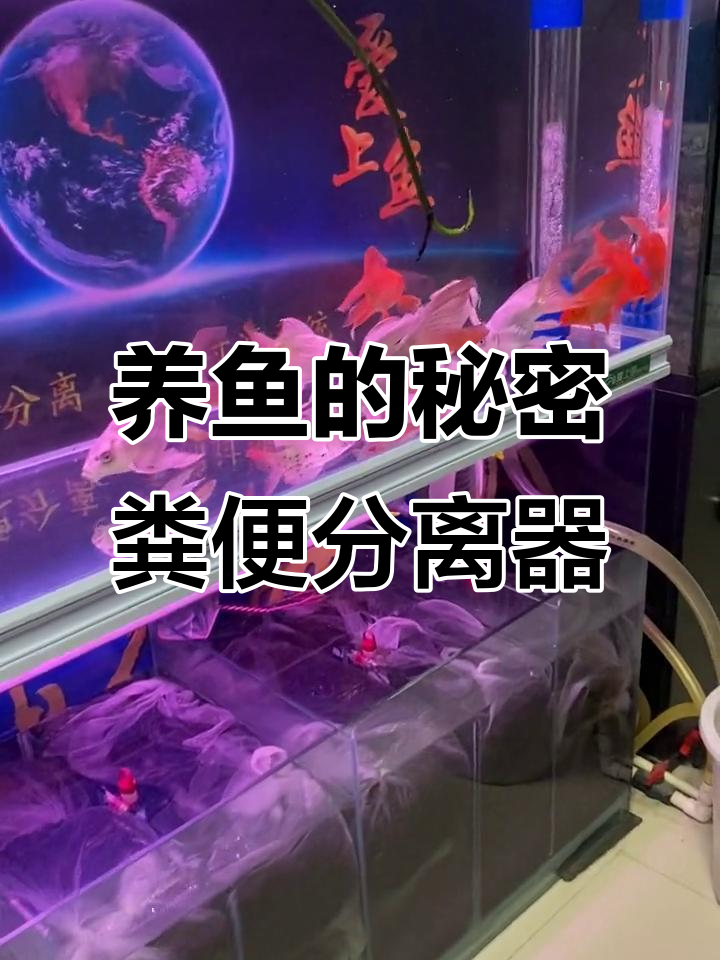 鱼马桶让养鱼更轻松,粪便分离不再难