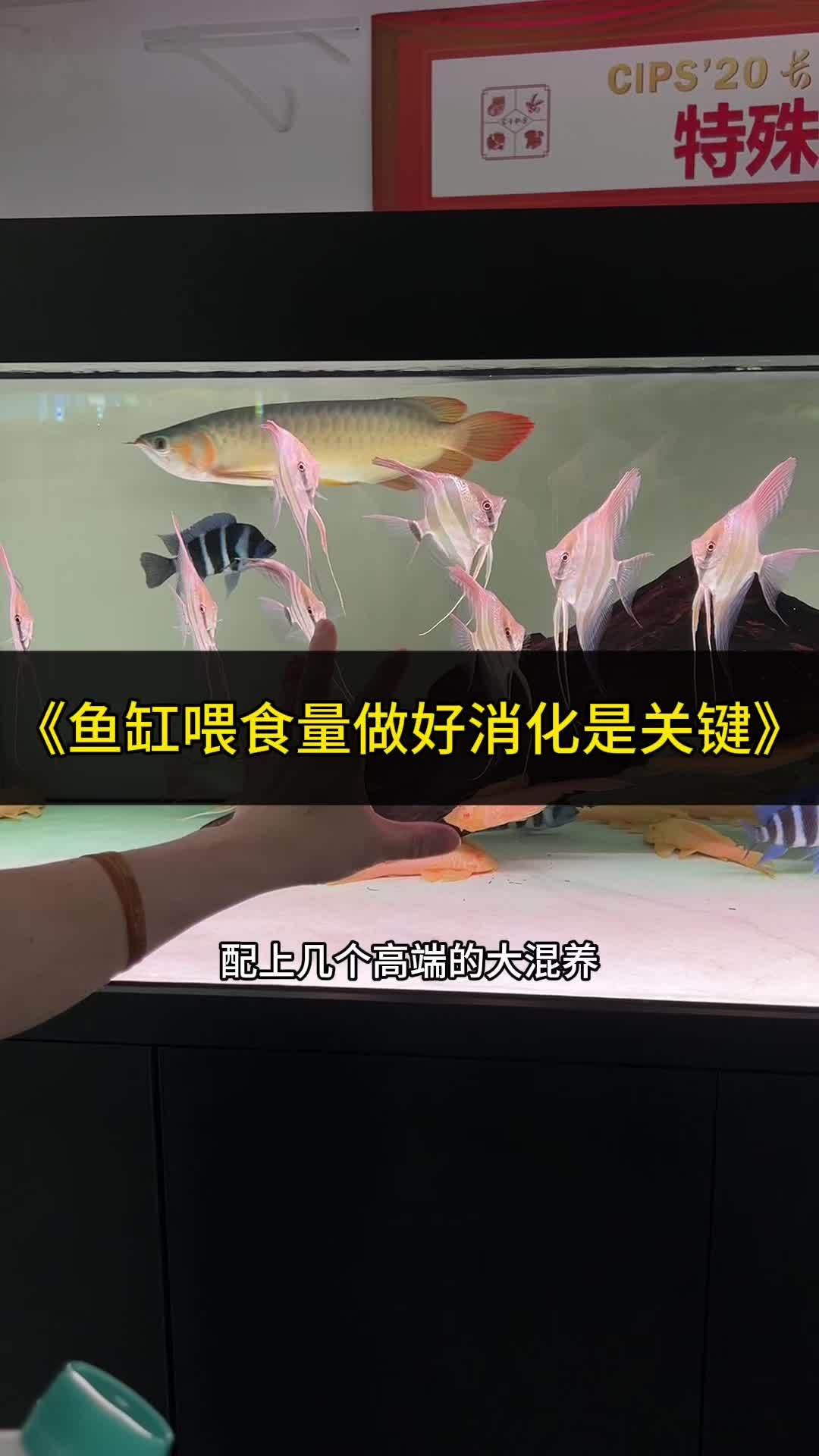 鱼缸鱼多喂食量大如何做好肠道健康是关键所在 观赏鱼 养鱼日记 龙鱼 水族 养鱼人