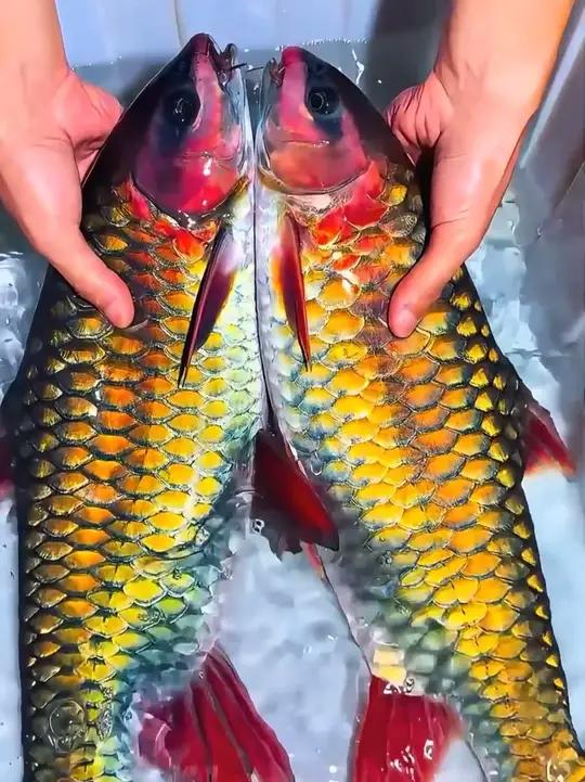 全国溪流看贵州?分享18种漂亮的贵州溪流鱼,你知道几种?#贵州溪流鱼 #冷水鱼 #淡水鱼 