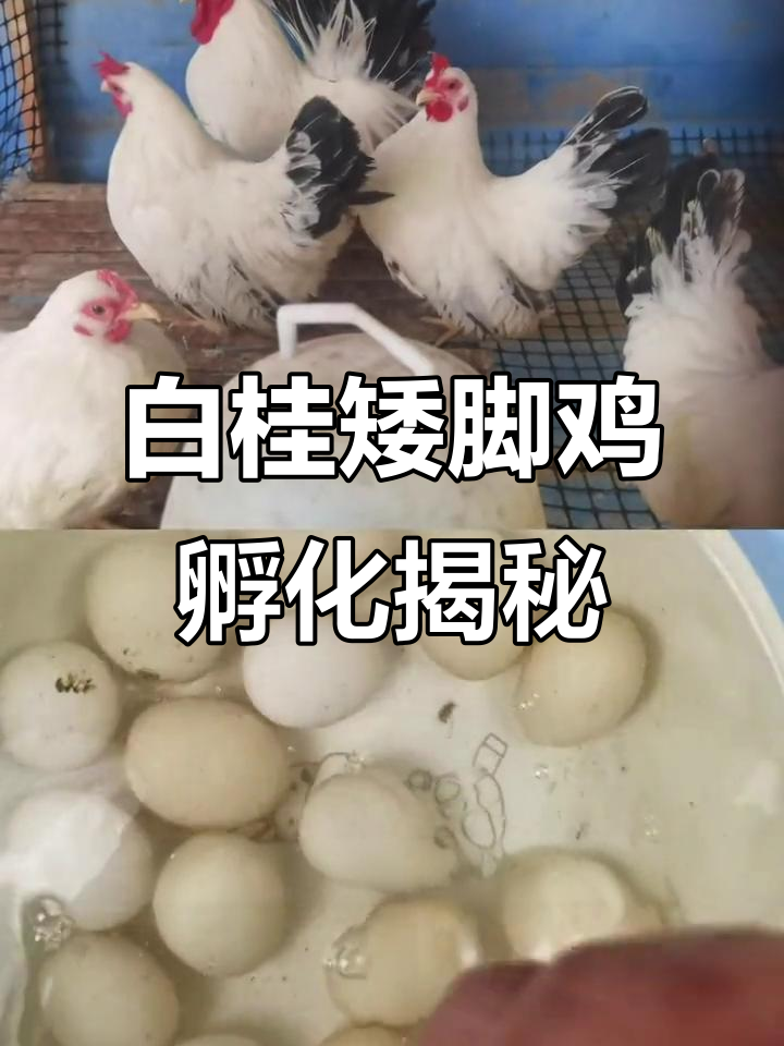 矮脚鸡孵化全过程,泰国白桂观赏蛋的奇妙之旅