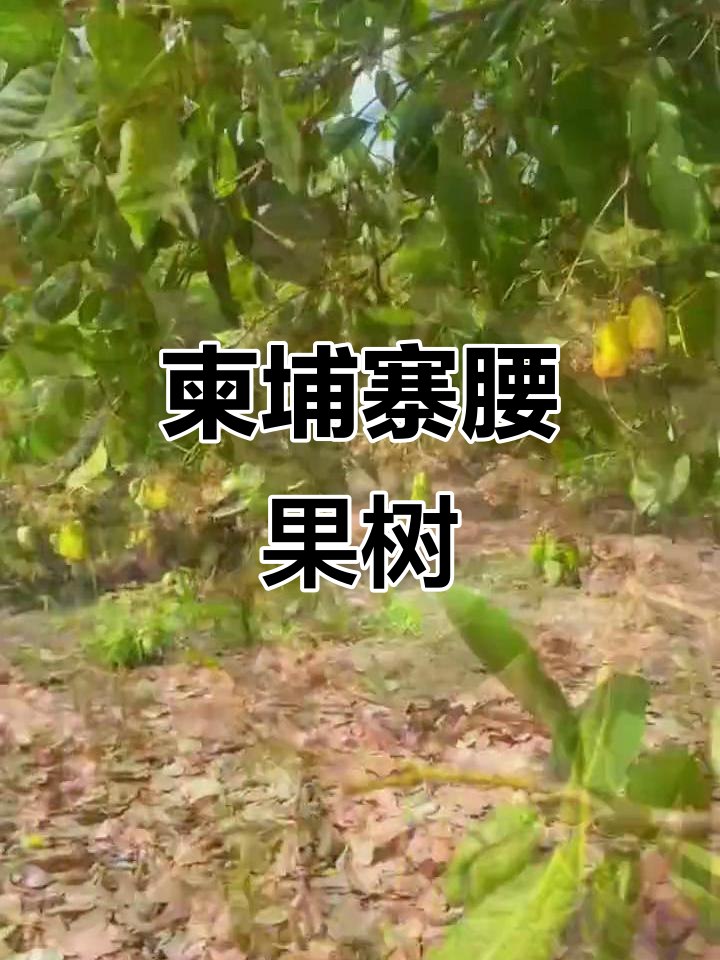 柬埔寨腰果林大揭秘,果实成熟挂满枝头