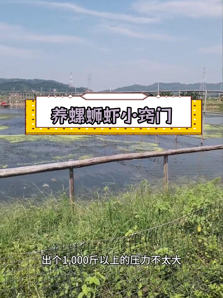 澳洲淡水龙虾与罗氏虾养殖技巧