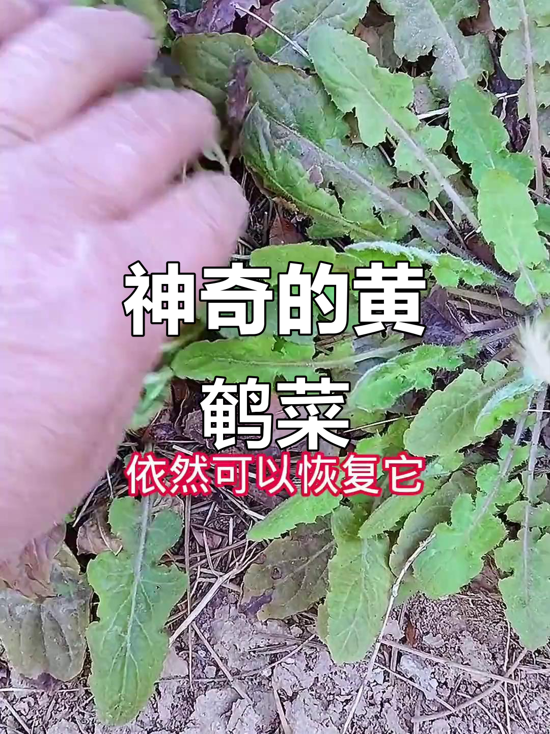 黄鹌菜:晒干后恢复活力的神奇植物,农村人常用来泡水喝