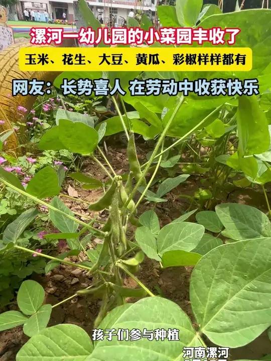 漯河一幼儿园的小菜园丰收了,玉米、花生、大豆、黄瓜、彩椒样样都有