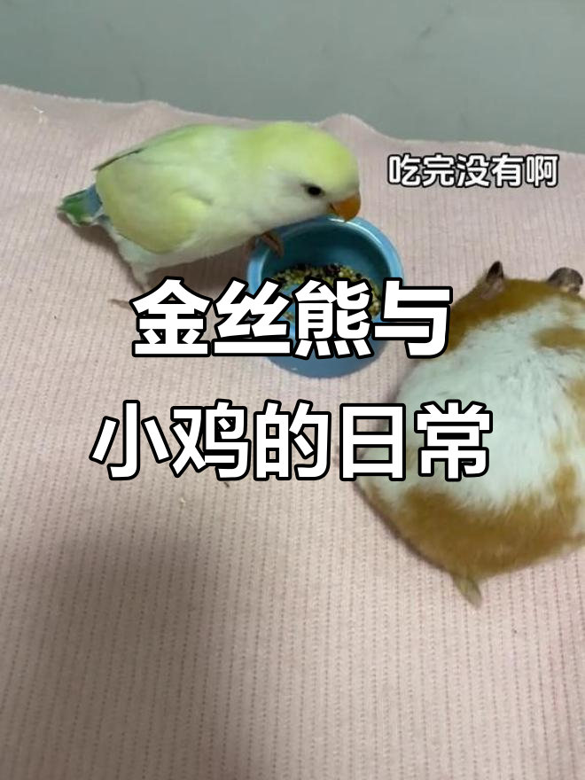 小鸡和金丝熊的萌宠日常,耳朵争夺战!