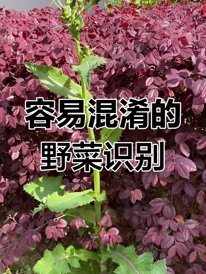 花叶滇苦菜与苦苣菜的辨别,泥胡菜和黄鹌菜的差异解析