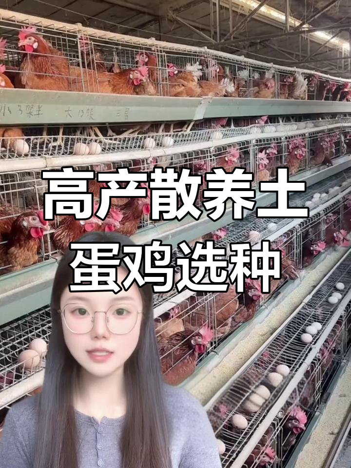 散养土蛋鸡品种选择指南,哪些高产不抱窝?