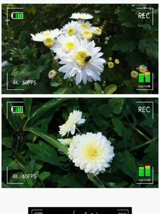 魅力中草药每日一药之菊花,全景展示药材从田间到药房的生命历程!药为医之魂,药材好、药才好!