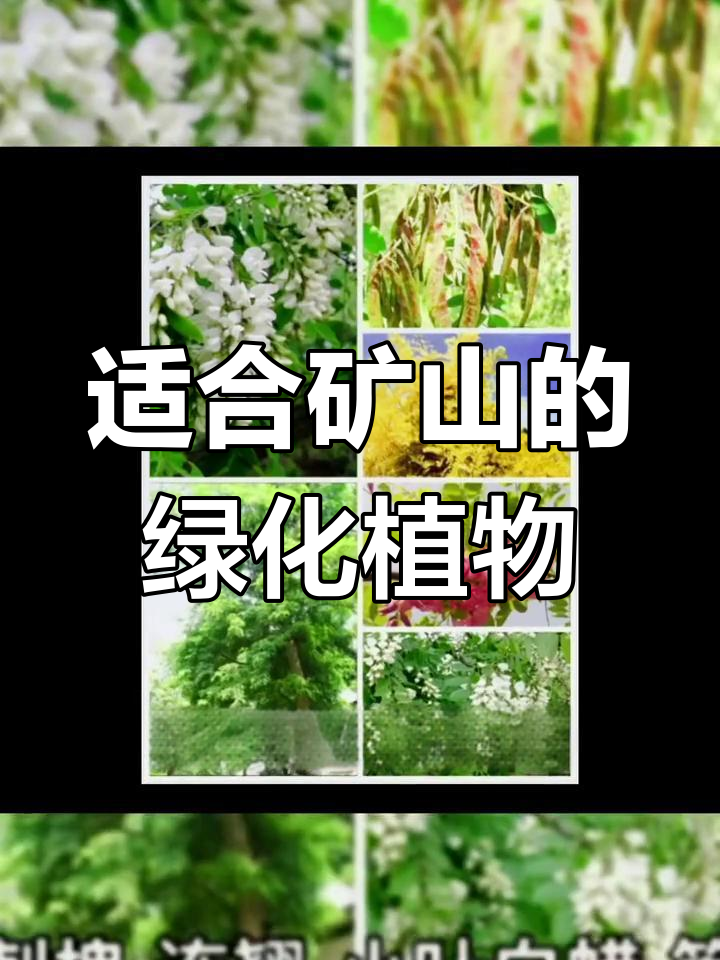 矿山复绿草种选择指南:如何区分抗污染植物