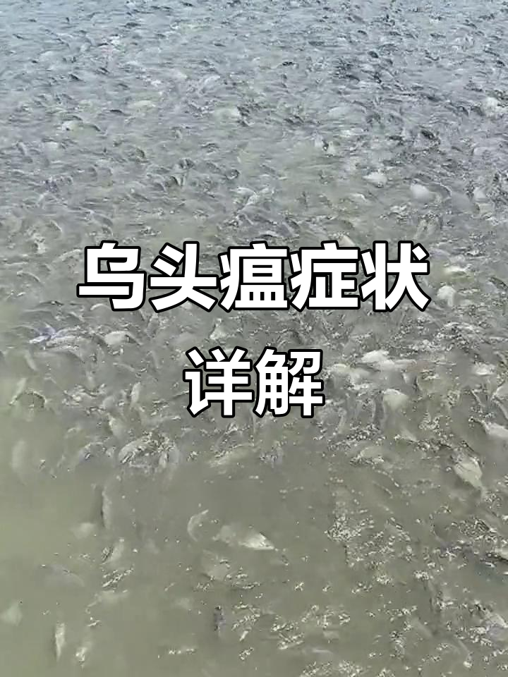 乌头瘟症状解析:草鱼青鱼的致命病害