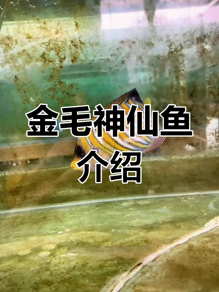 彩虹神仙鱼:色彩斑斓的海水观赏鱼