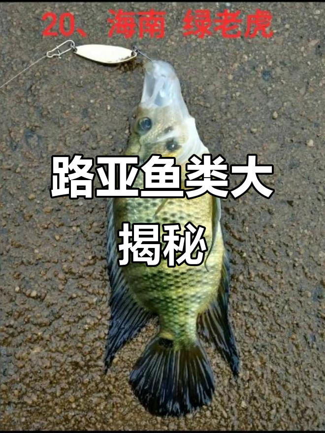海南淡水路亚,32种鱼你钓全了吗?还有哪些没尝试的?