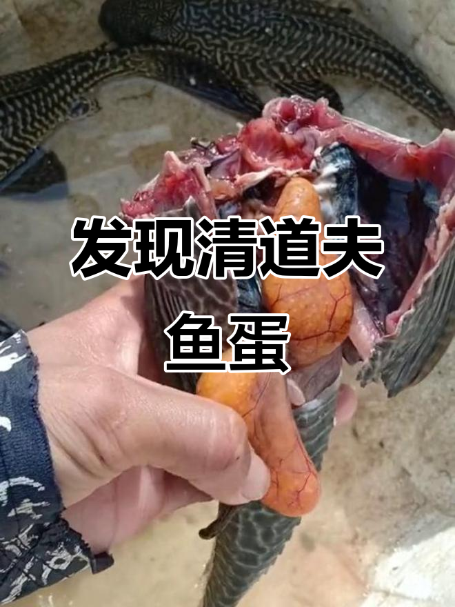 清道夫鱼蛋现身，快来双击消灭！