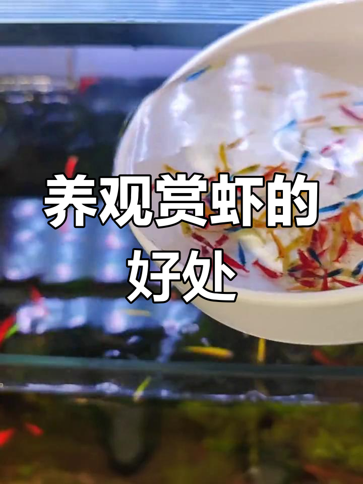 观赏虾的三大神奇作用,帮你打造清洁鱼缸