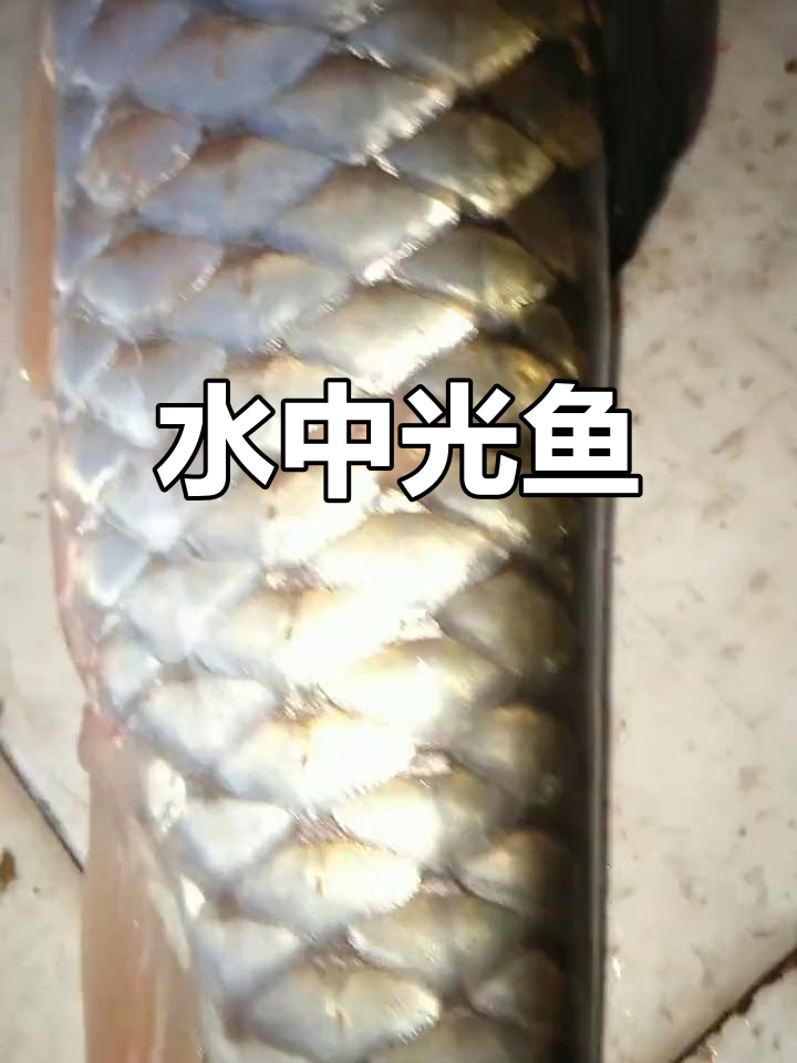 光鱼鳞片色彩斑斓,既美观又营养,堪称水中珍品