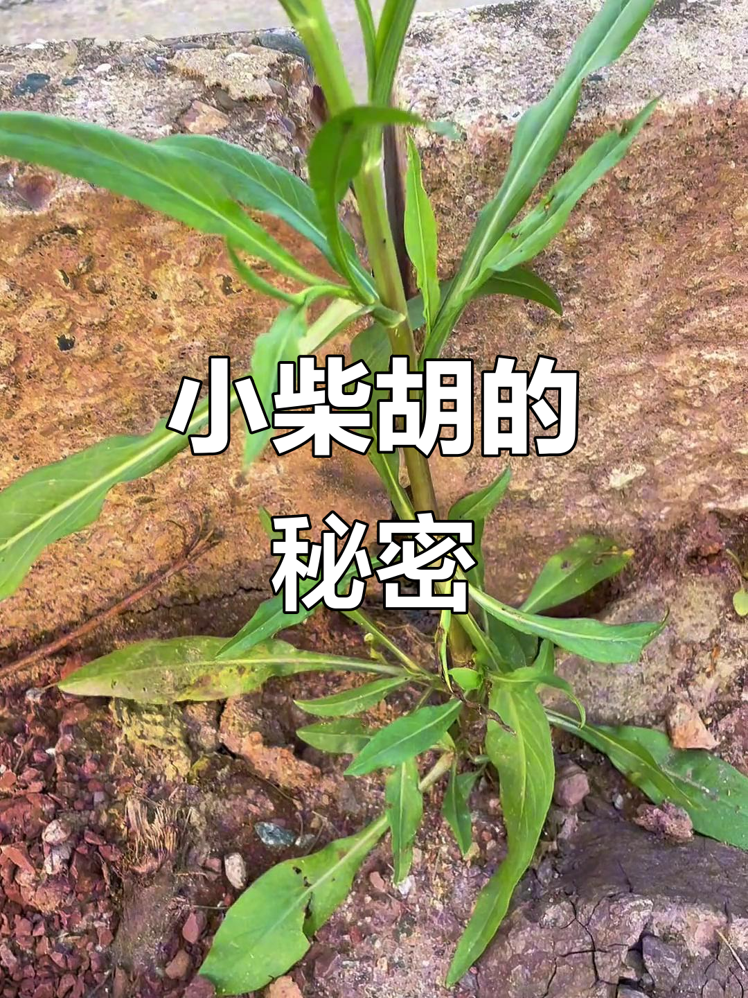 农村常见剪刀菜,竟是紫碗小柴胡!珍贵又罕见
