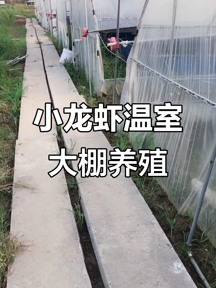 反季节小龙虾养殖技巧,秋季繁殖高峰期揭秘