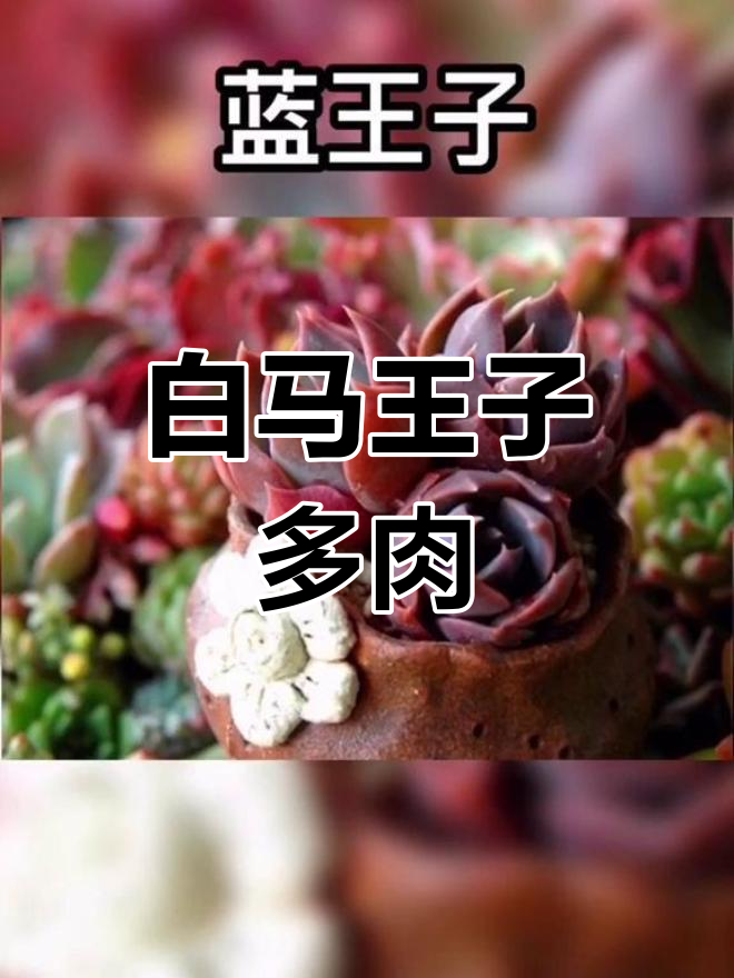 多肉界的王子与白马