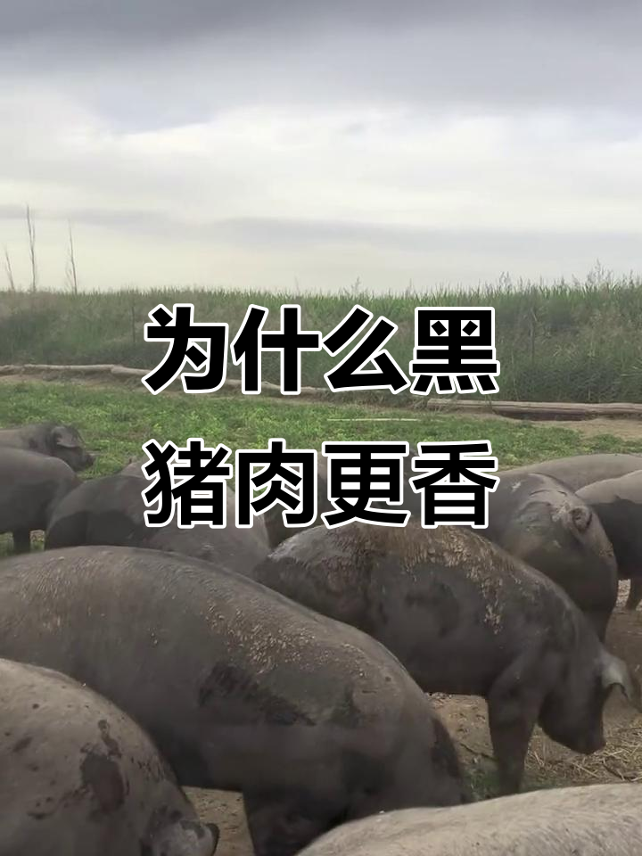 黑猪肉为何比白猪贵?揭秘风味与营养的秘密