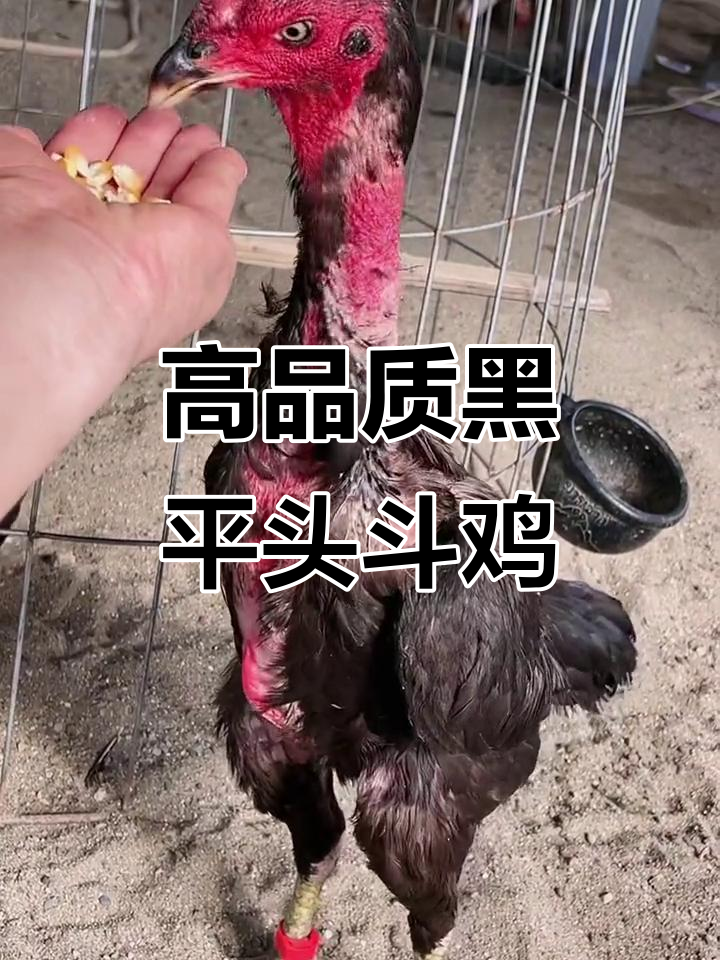 越南斗鸡纯种鬼母，平头爱好者必看！
