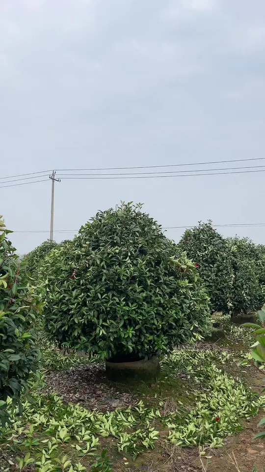红叶石楠容器苗再次修剪升级,会带来怎样的变化?