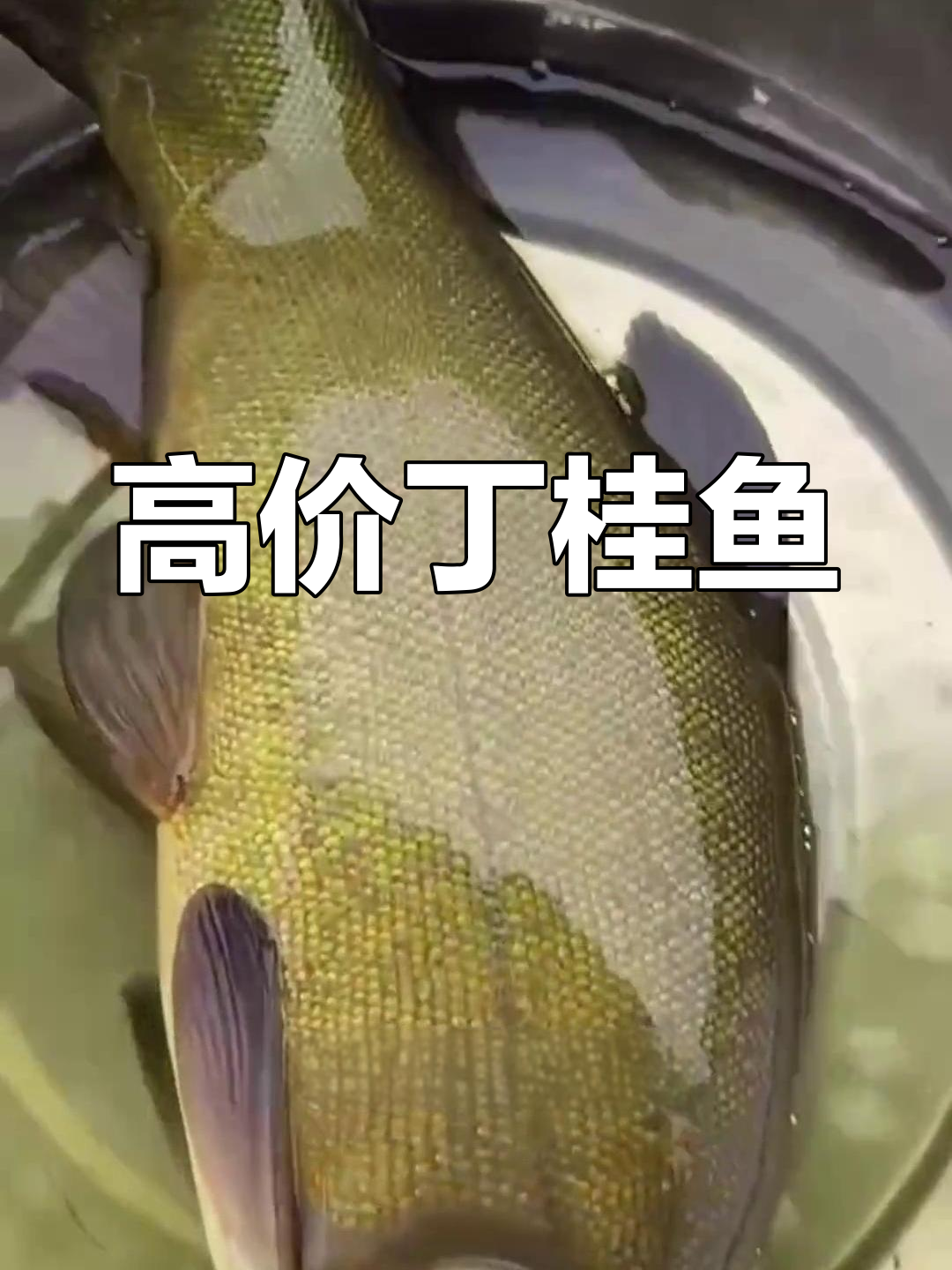 丁桂鱼耐病,草食为主,水质要求不高,市场价值可观