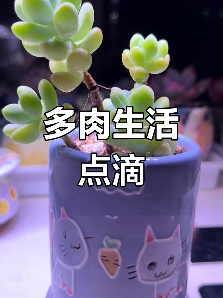天使之泪多肉生长记录:气生根被误剪