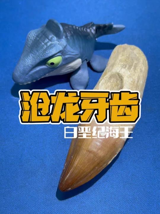博格沧龙牙齿化石(带牙根)