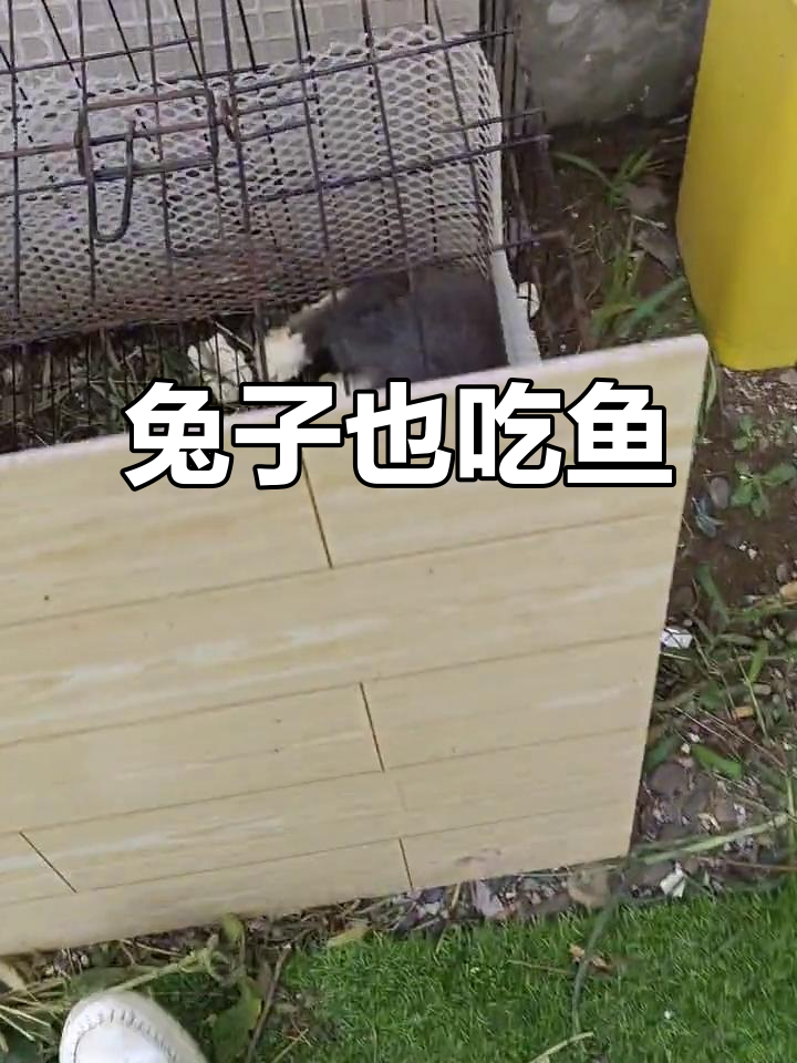 谁说兔子不吃鱼?看它吃得津津有味!