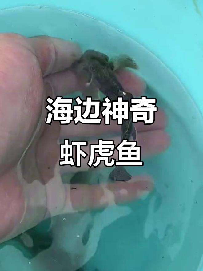 神秘海边虾虎鱼,双带缟虾虎鱼的独特魅力