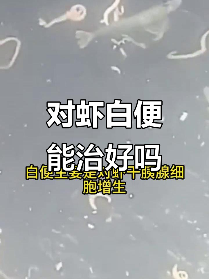 对虾白便还能救吗?四种原因及应对方法揭秘