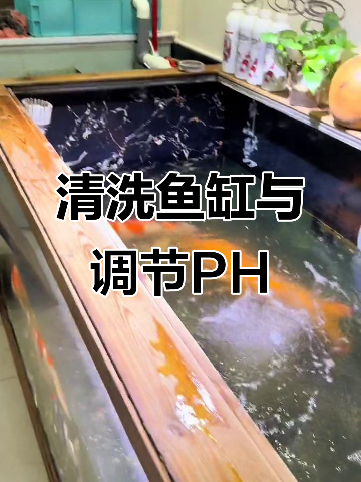 清洗鱼缸与麦饭石净化水质,锦鲤健康更长寿