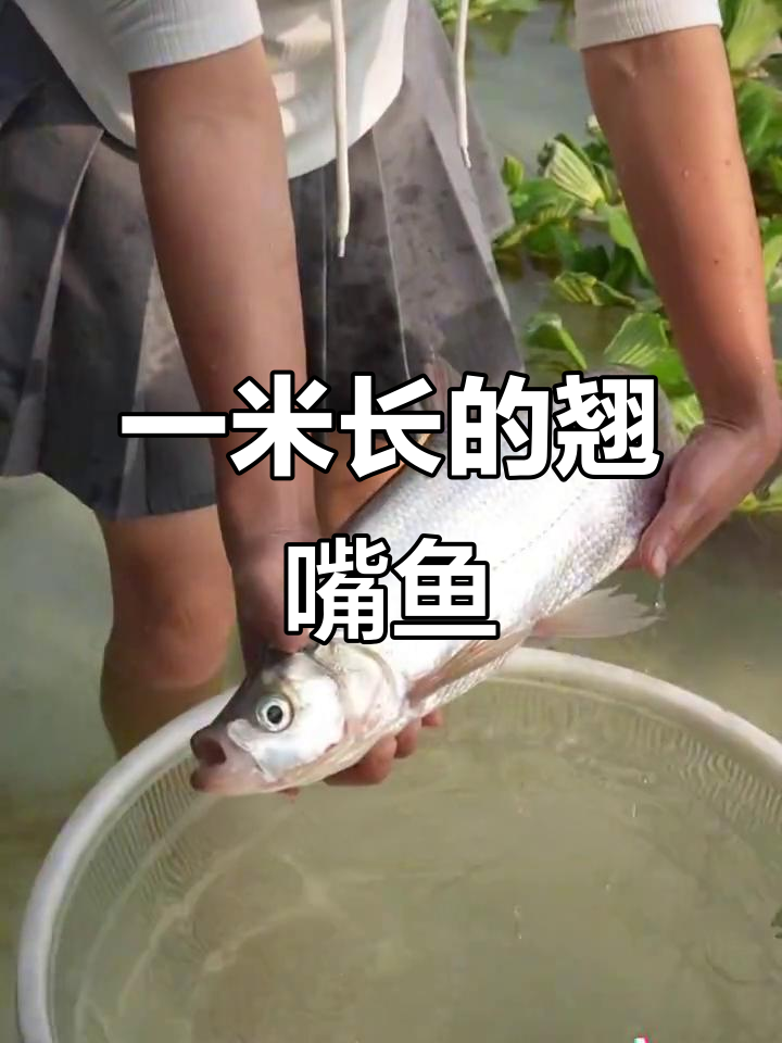 翘嘴鱼能长到一米多,养殖前景超好