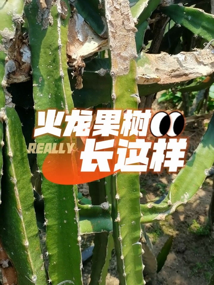 火龙果树长什么样子?外面看到我肯定以为……
